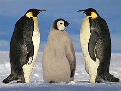 Emperor Penguin Pair, Antarctica